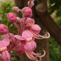 Cassia grandis L.f.